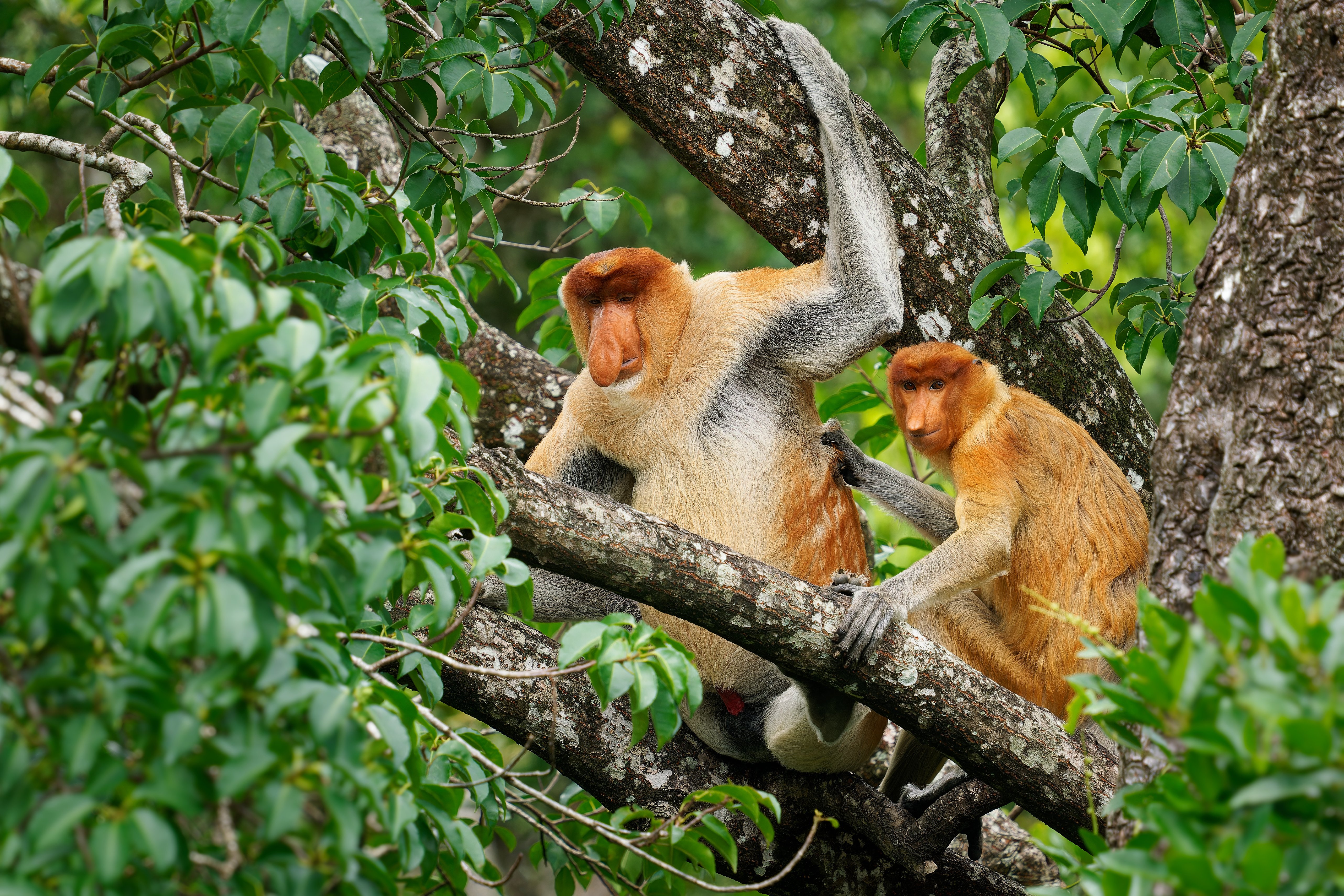 Proboscis Long-nosed Monkey